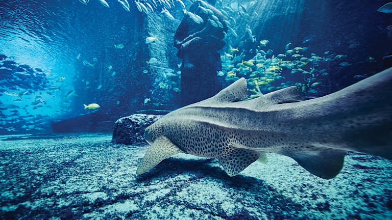 The Dig Marine Habitat Tour with Dave Wert
